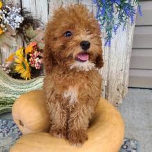Poodle Puppy Bently