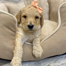 Poodle Puppy Clea