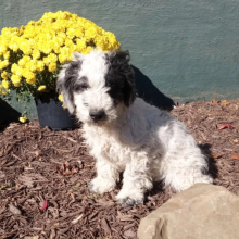 Cockapoo Puppy Steven