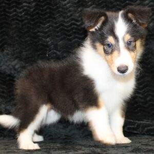 Collie Puppy Jayne