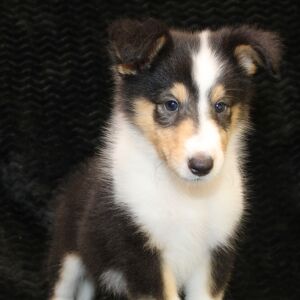 Collie Puppy Jayne