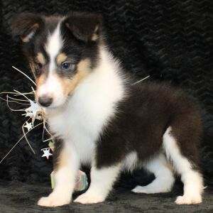 Collie Puppy Jayne