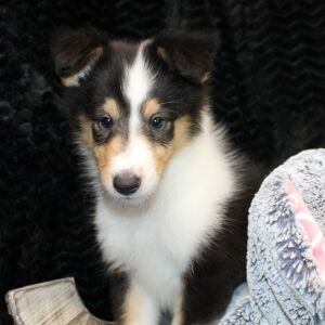 Collie Puppy Jayne
