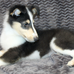 Collie Puppy Jayne