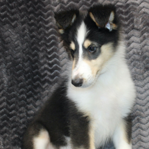 Collie Puppy Jayne