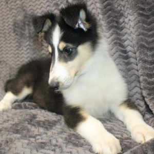 Collie Puppy Jayne