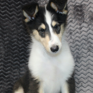 Collie Puppy Jayne