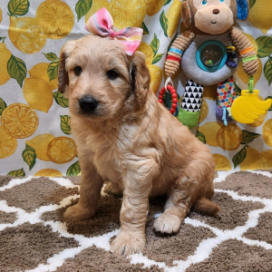 Goldendoodle Puppy Porsch