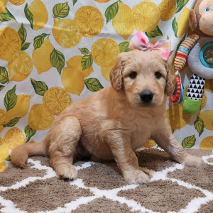 Goldendoodle Puppy Porsch