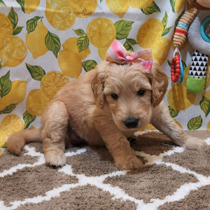 Goldendoodle Puppy Porsch