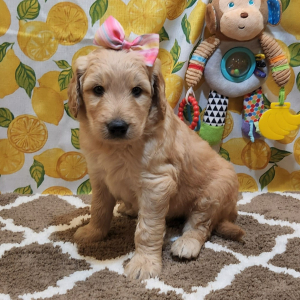 Goldendoodle Puppy Porsch