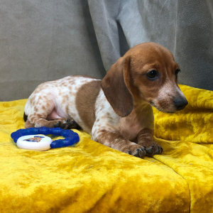 Dachshund Puppy Neli