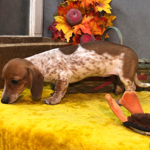Dachshund Puppy Neli