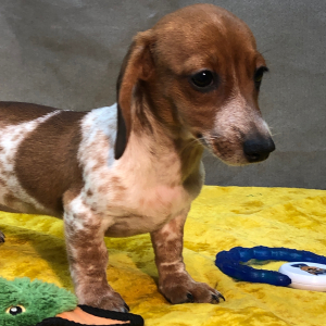 Dachshund Puppy Neli