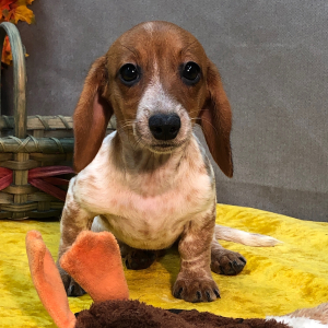 Dachshund Puppy Neli