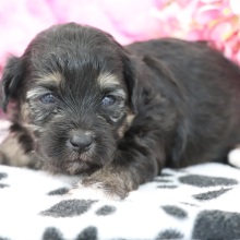 Maltipoo Puppy Ginger