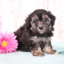 Maltipoo Puppy Ginger