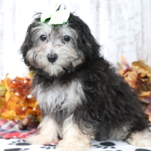 Maltipoo Puppy Ginger