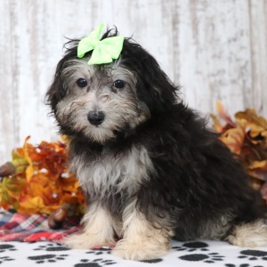 Maltipoo Puppy Ginger