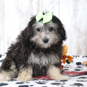 Maltipoo Puppy Ginger