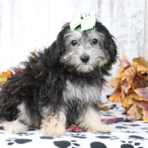 Maltipoo Puppy Ginger