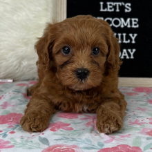 Cavapoo Puppy Saleh