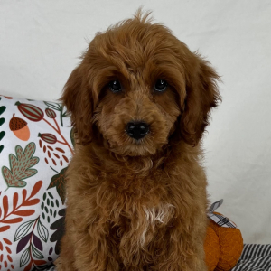 Cavapoo Puppy Saleh