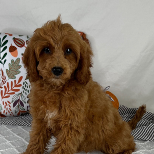 Cavapoo Puppy Saleh