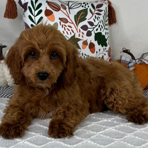 Cavapoo Puppy Saleh