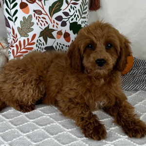 Cavapoo Puppy Saleh