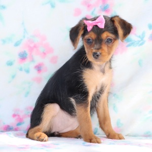 Yorkiepoo Puppy Carly