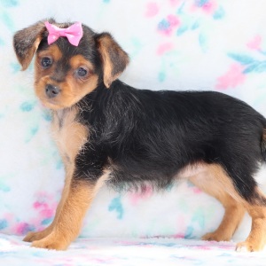Yorkiepoo Puppy Carly