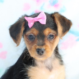 Yorkiepoo Puppy Carly