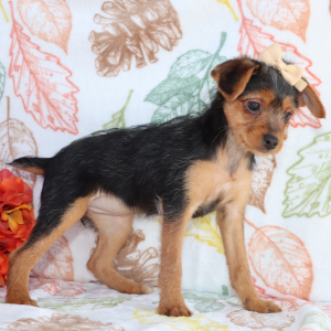 Yorkiepoo Puppy Carly