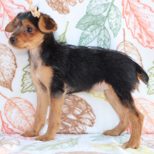 Yorkiepoo Puppy Carly