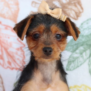 Yorkiepoo Puppy Carly