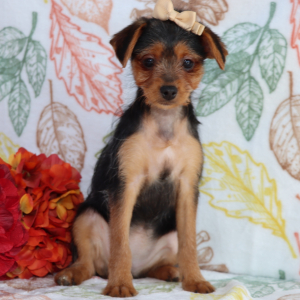 Yorkiepoo Puppy Carly