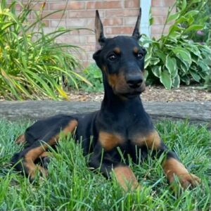 Doberman Pinscher Puppy Delilah