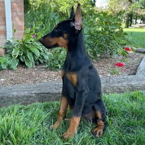 Doberman Pinscher Puppy Delilah