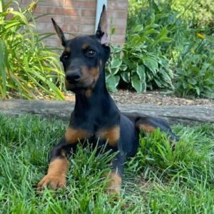 Doberman Pinscher Puppy Delilah