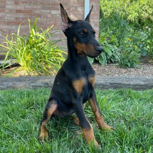 Doberman Pinscher Puppy Delilah