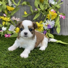 Shih Tzu Puppy Sora