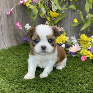 Shih Tzu Puppy Sora