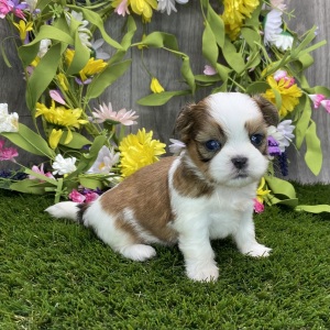Shih Tzu Puppy Sora