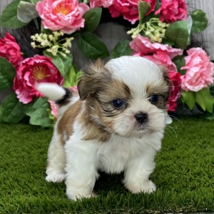 Shih Tzu Puppy Sora