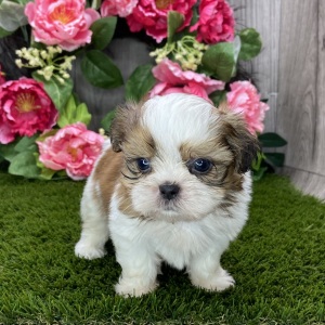 Shih Tzu Puppy Sora