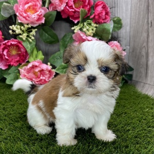 Shih Tzu Puppy Sora