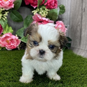 Shih Tzu Puppy Sora