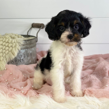 Cavapoo Puppy Benton