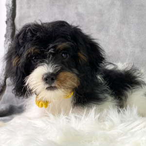 Cavapoo Puppy Benton